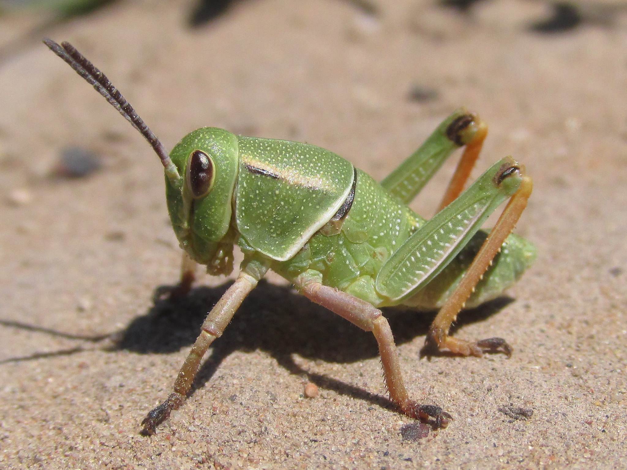 Brachystola magna