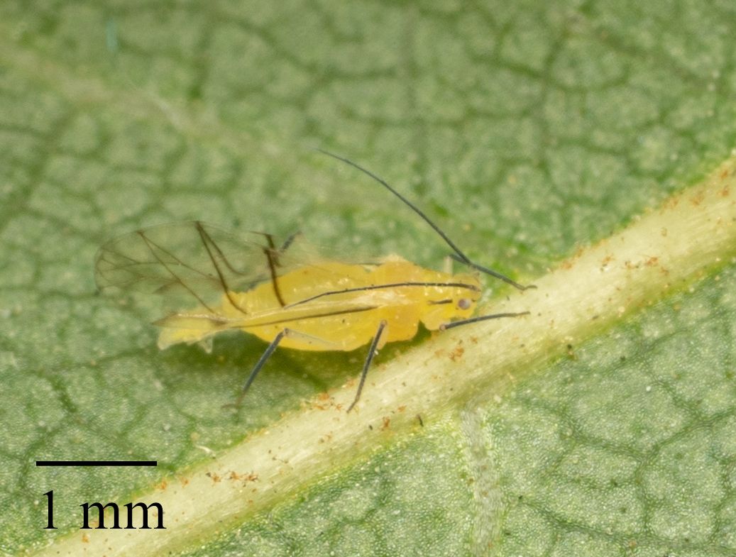 Chromaphis juglandicola