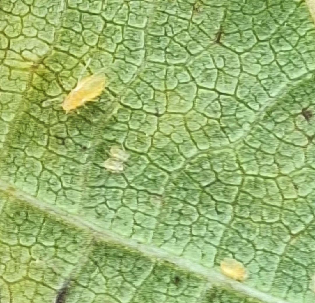 Chromaphis juglandicola