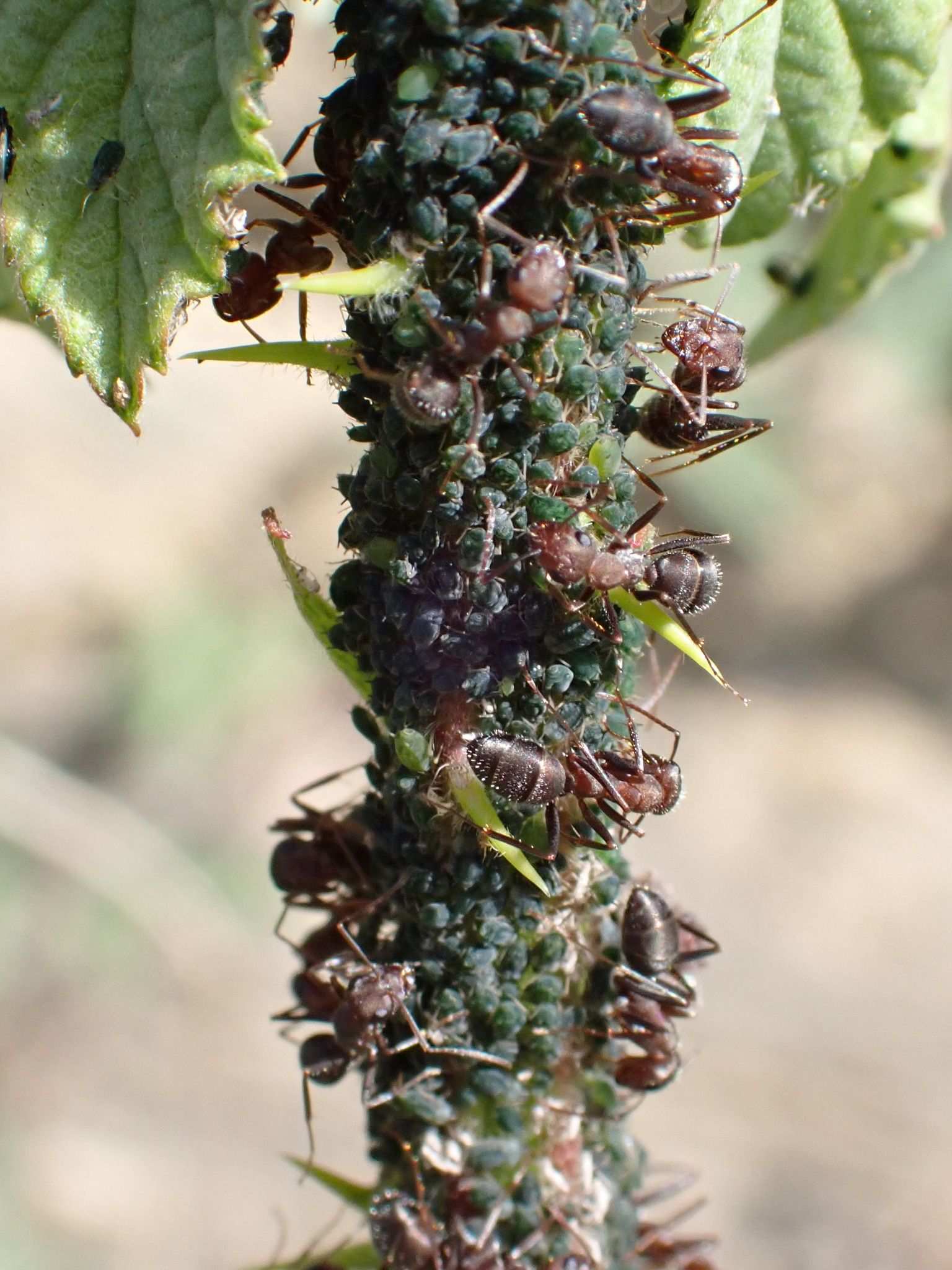 Aphis ruborum