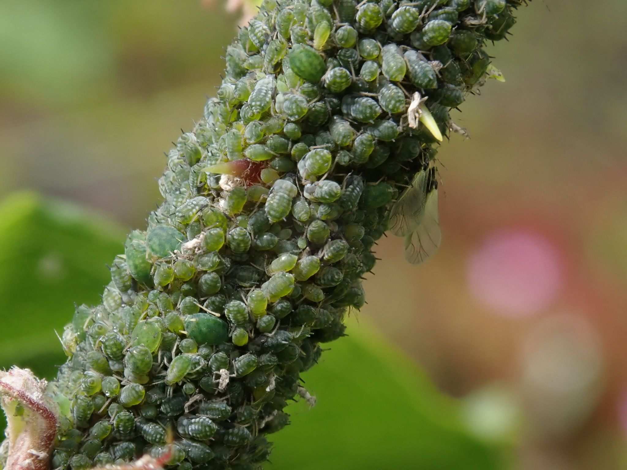 Aphis ruborum