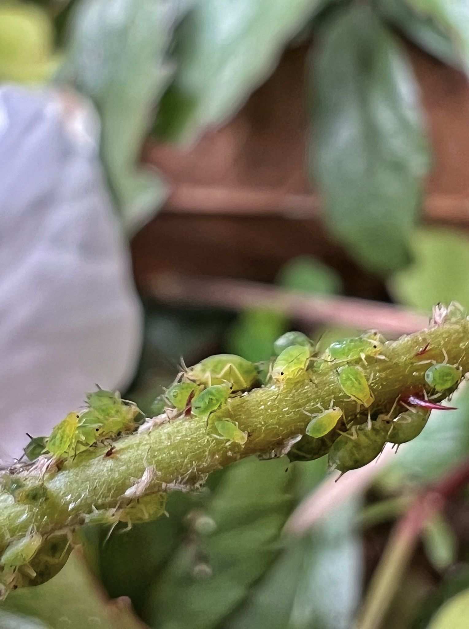 Aphis ruborum