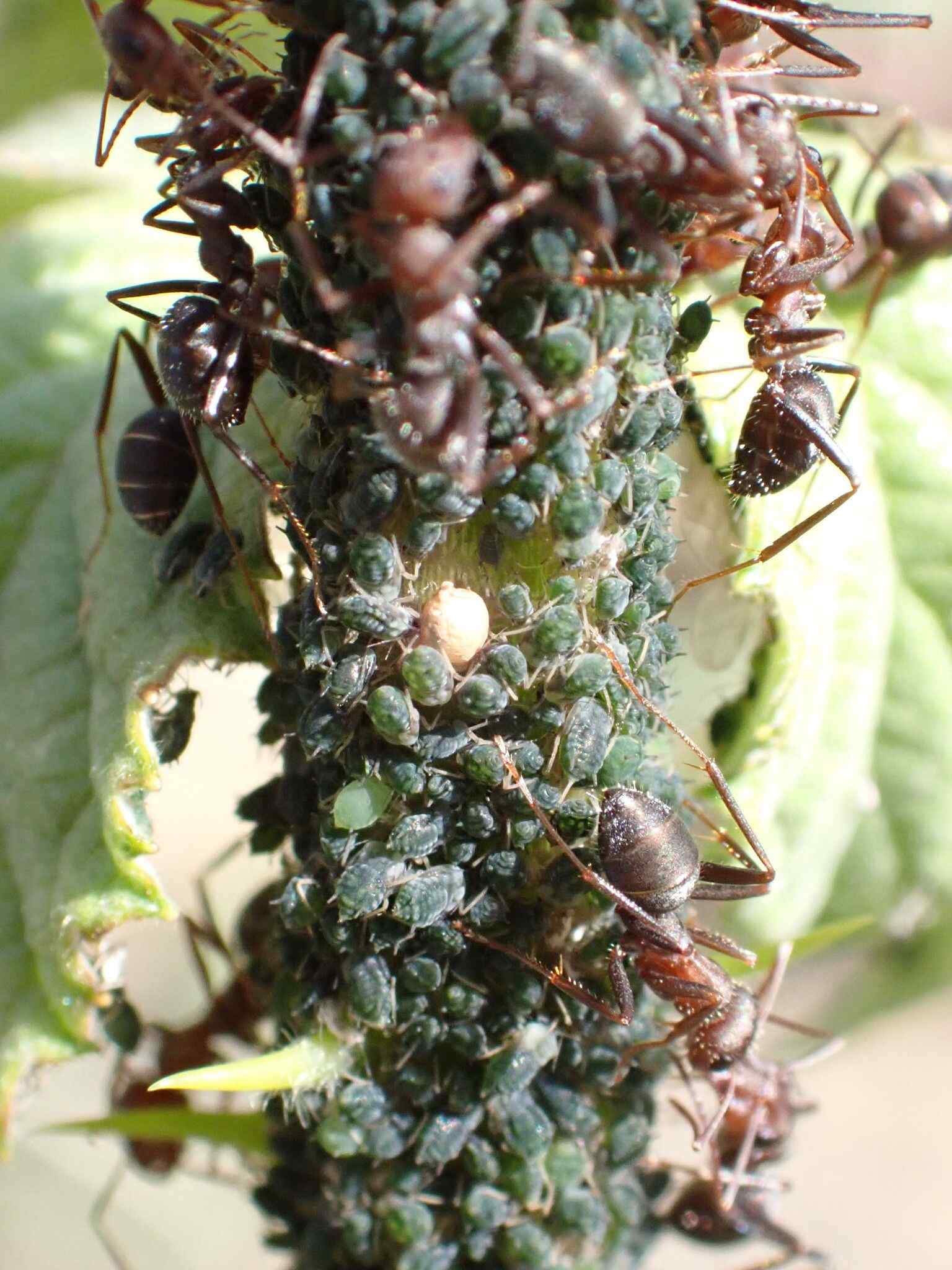 Aphis ruborum