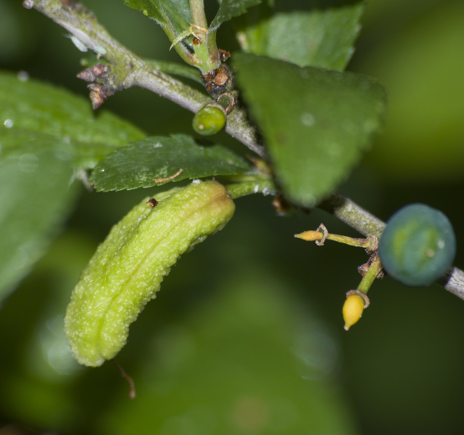 Taphrina pruni