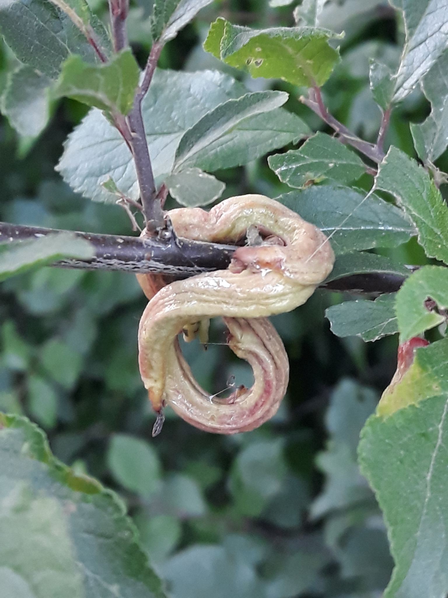 Taphrina pruni