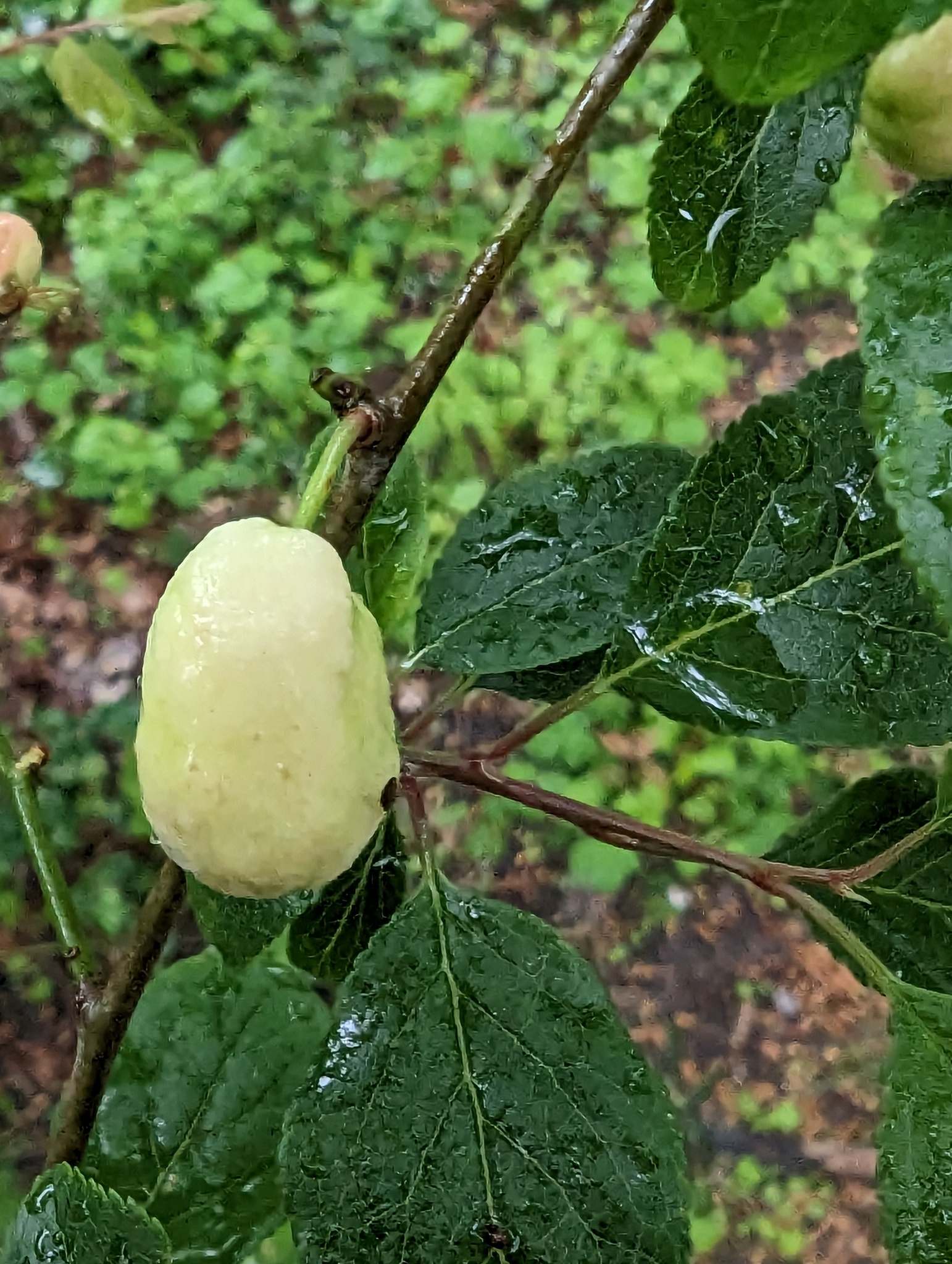 Taphrina pruni