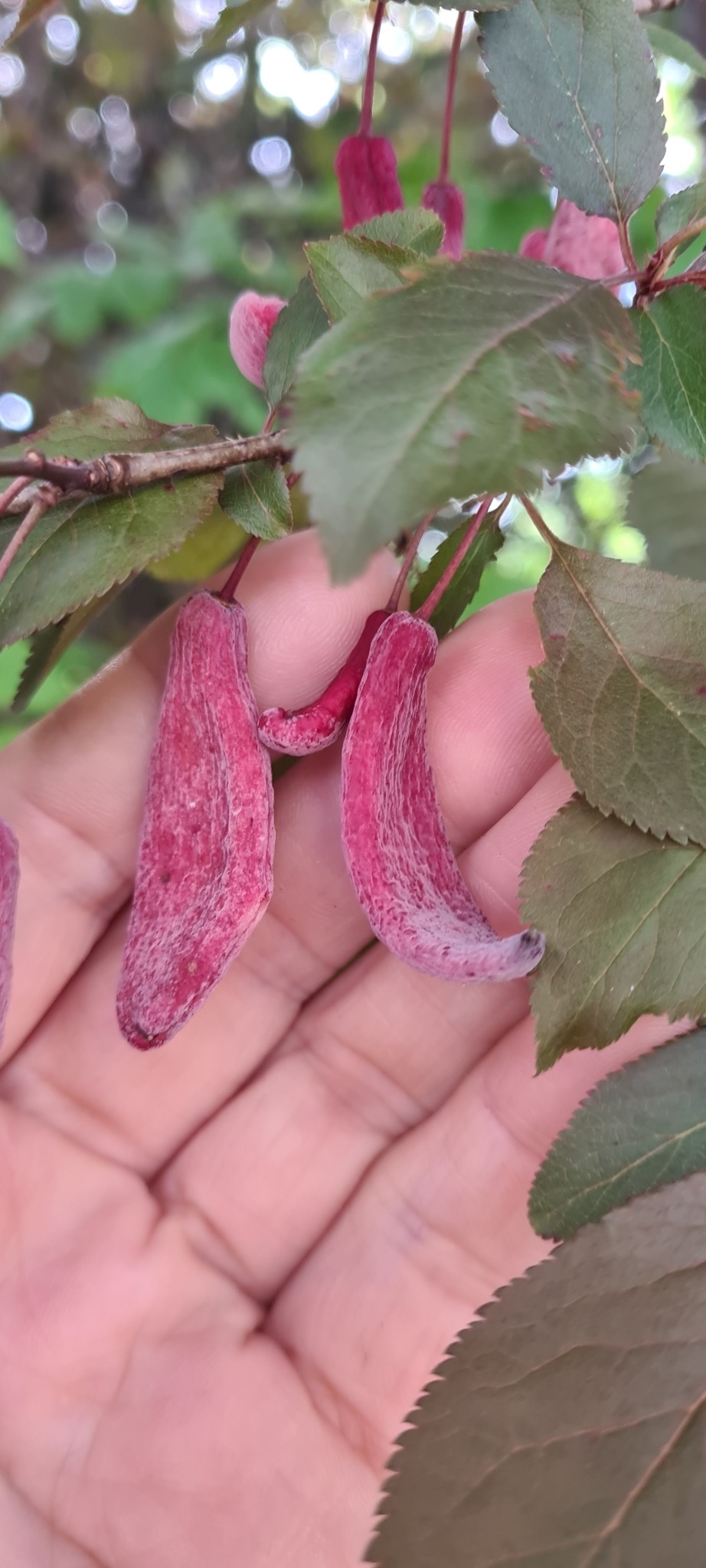 Taphrina pruni