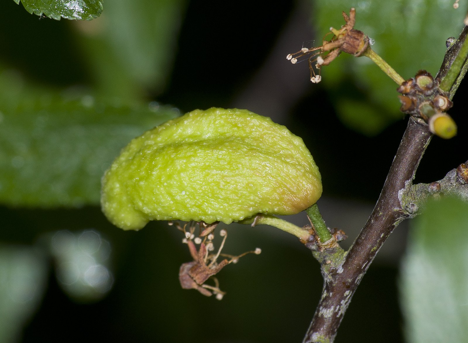 Taphrina pruni