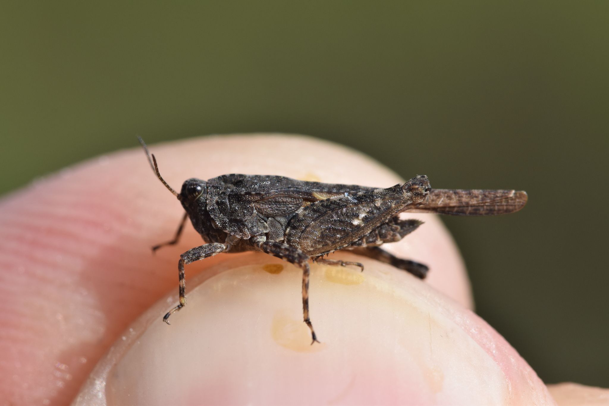 Tetrix bolivari