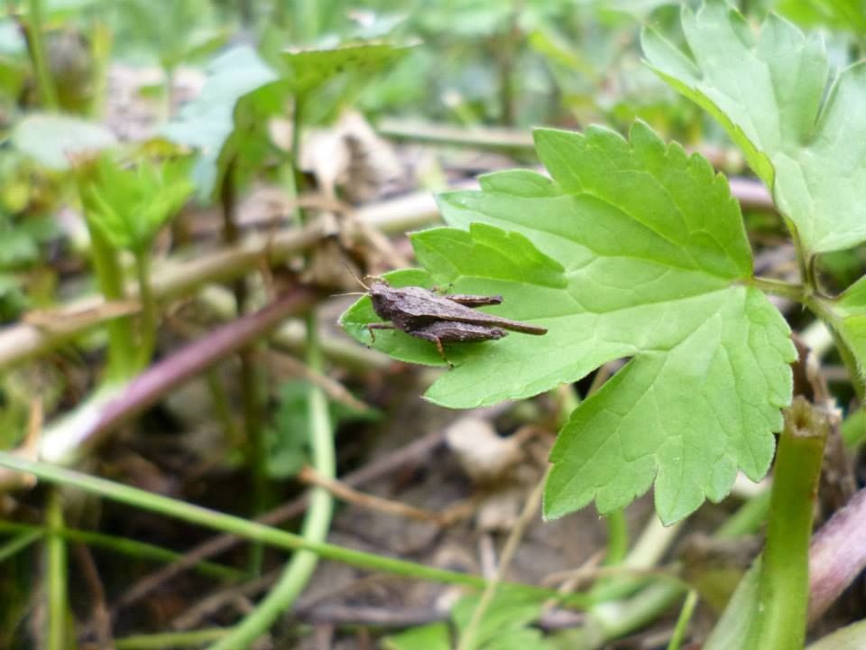 Tetrix bolivari