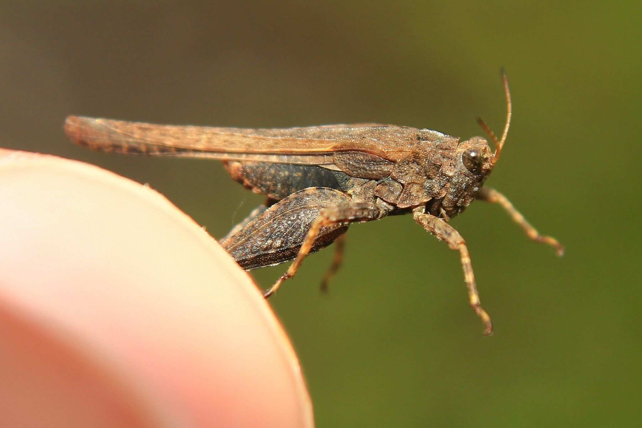 Tetrix bolivari