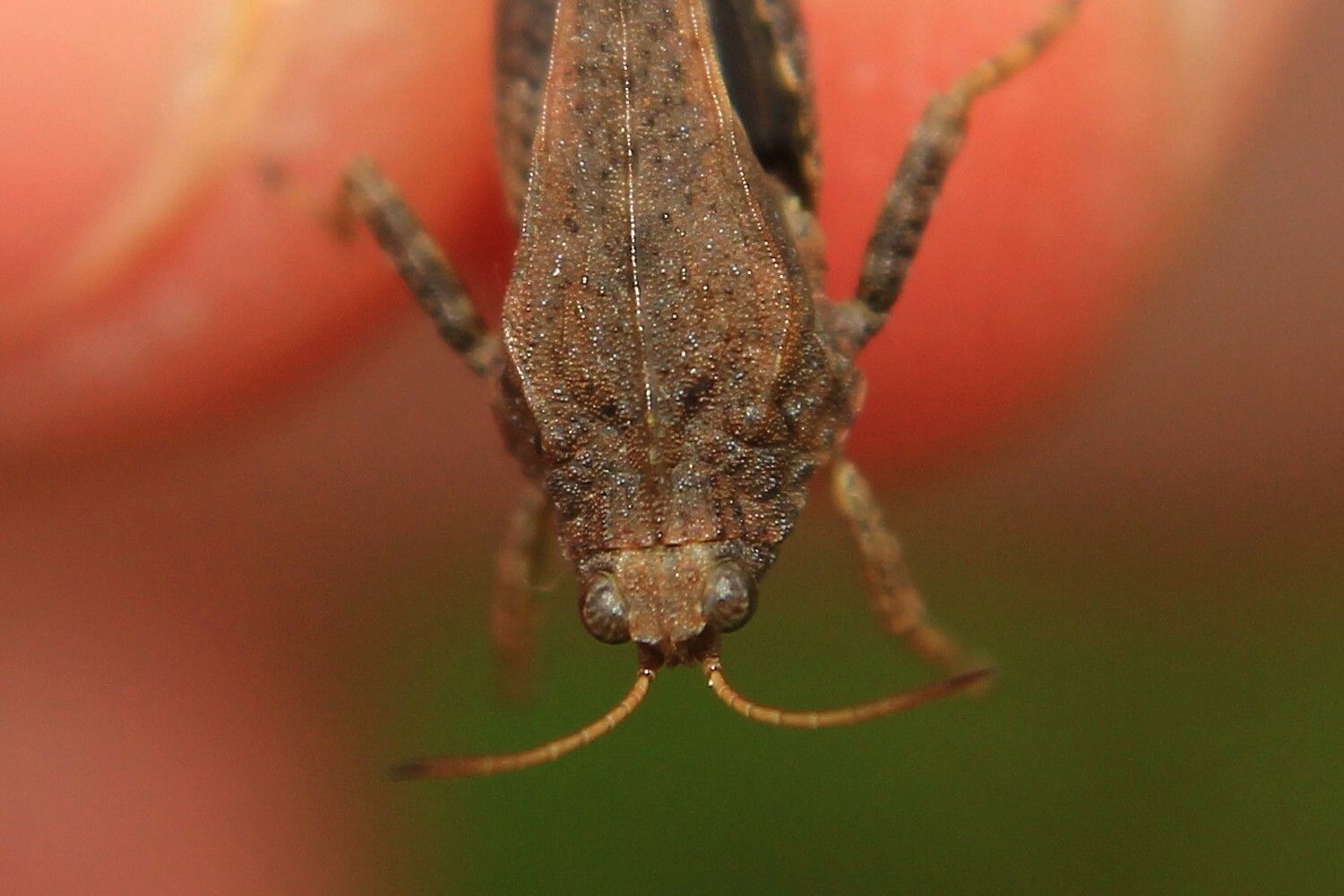 Tetrix bolivari