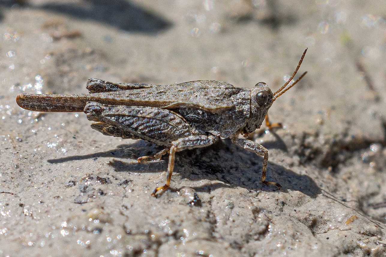 Tetrix bolivari