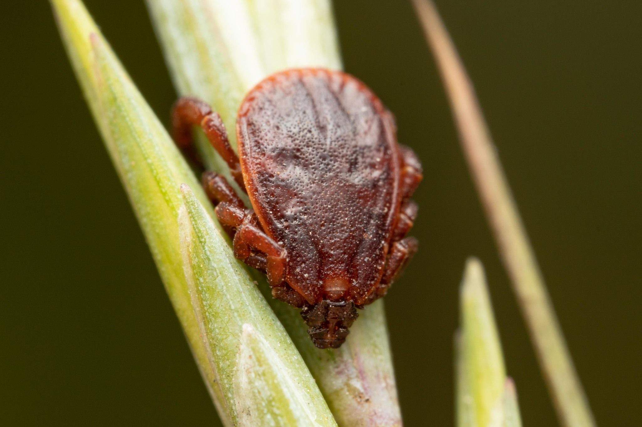 Rhipicephalus bursa