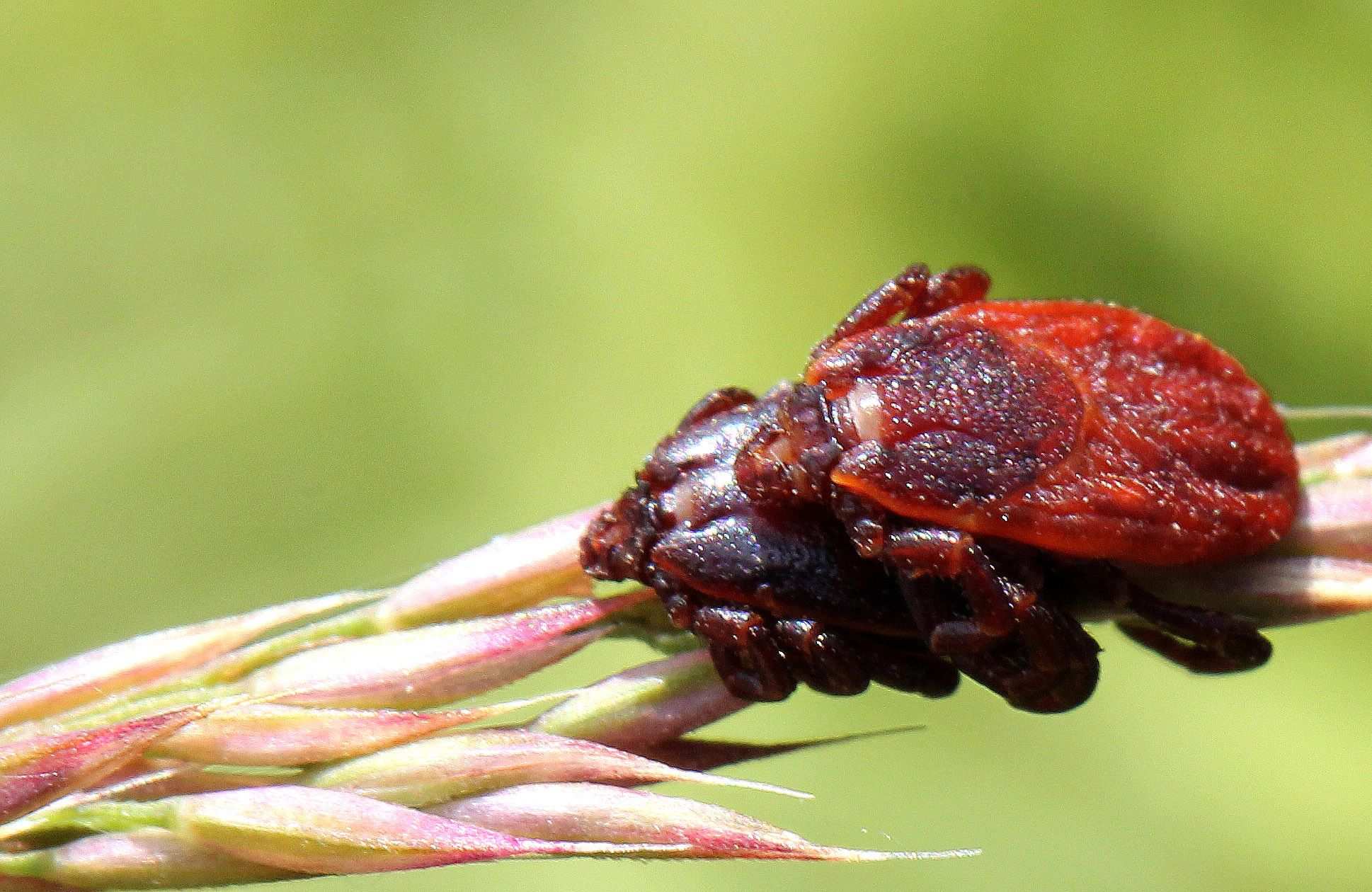 Rhipicephalus bursa