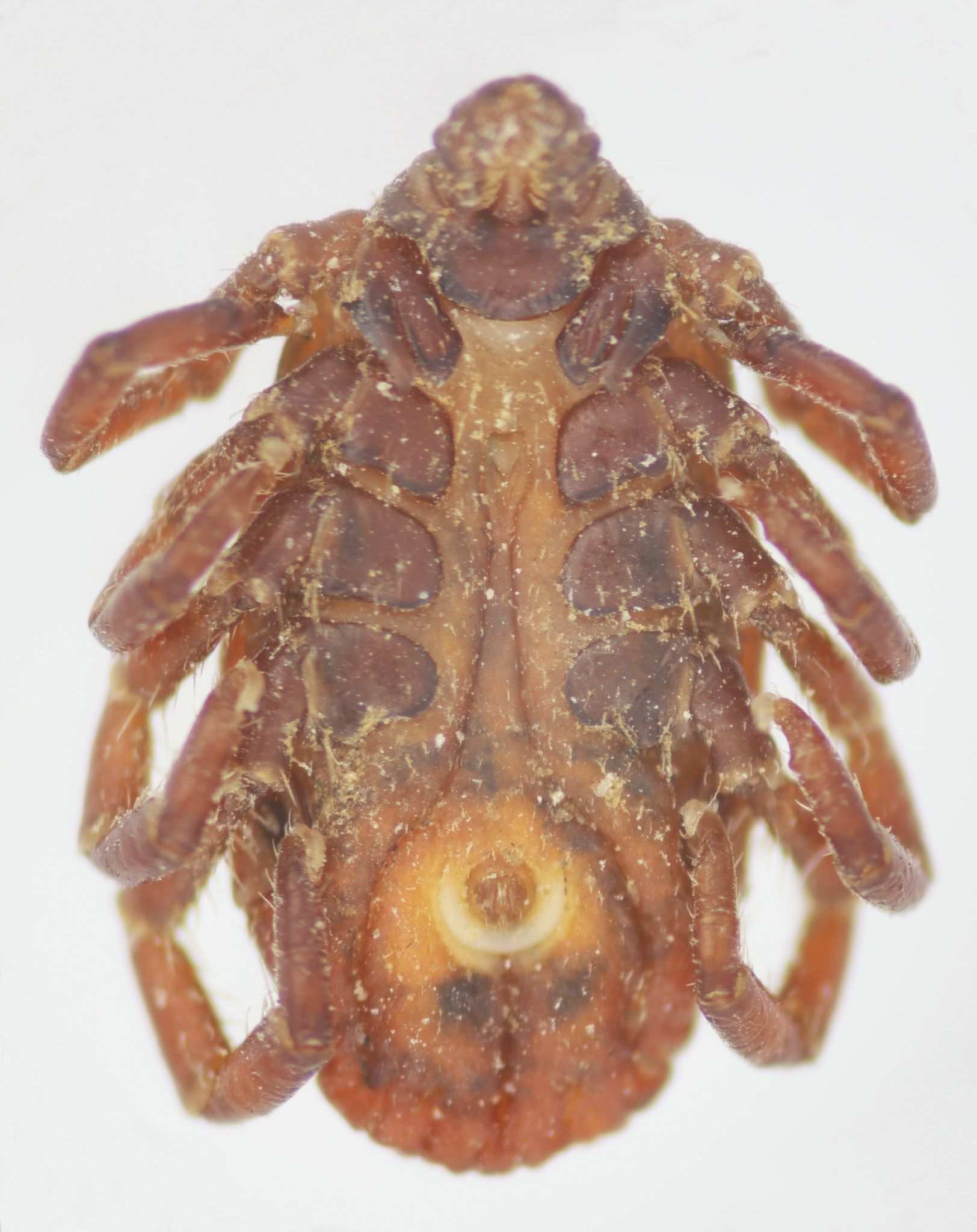 Rhipicephalus bursa
