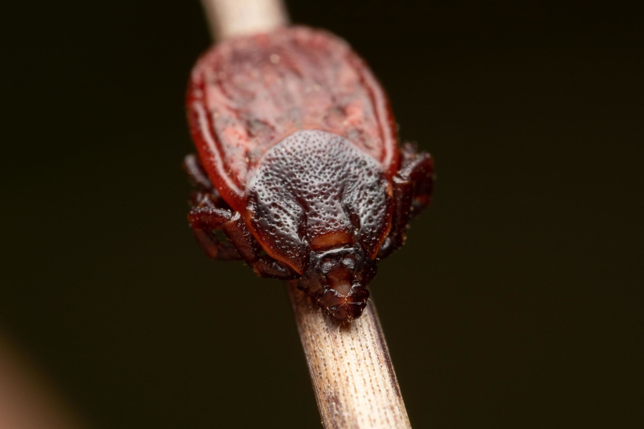 Rhipicephalus bursa