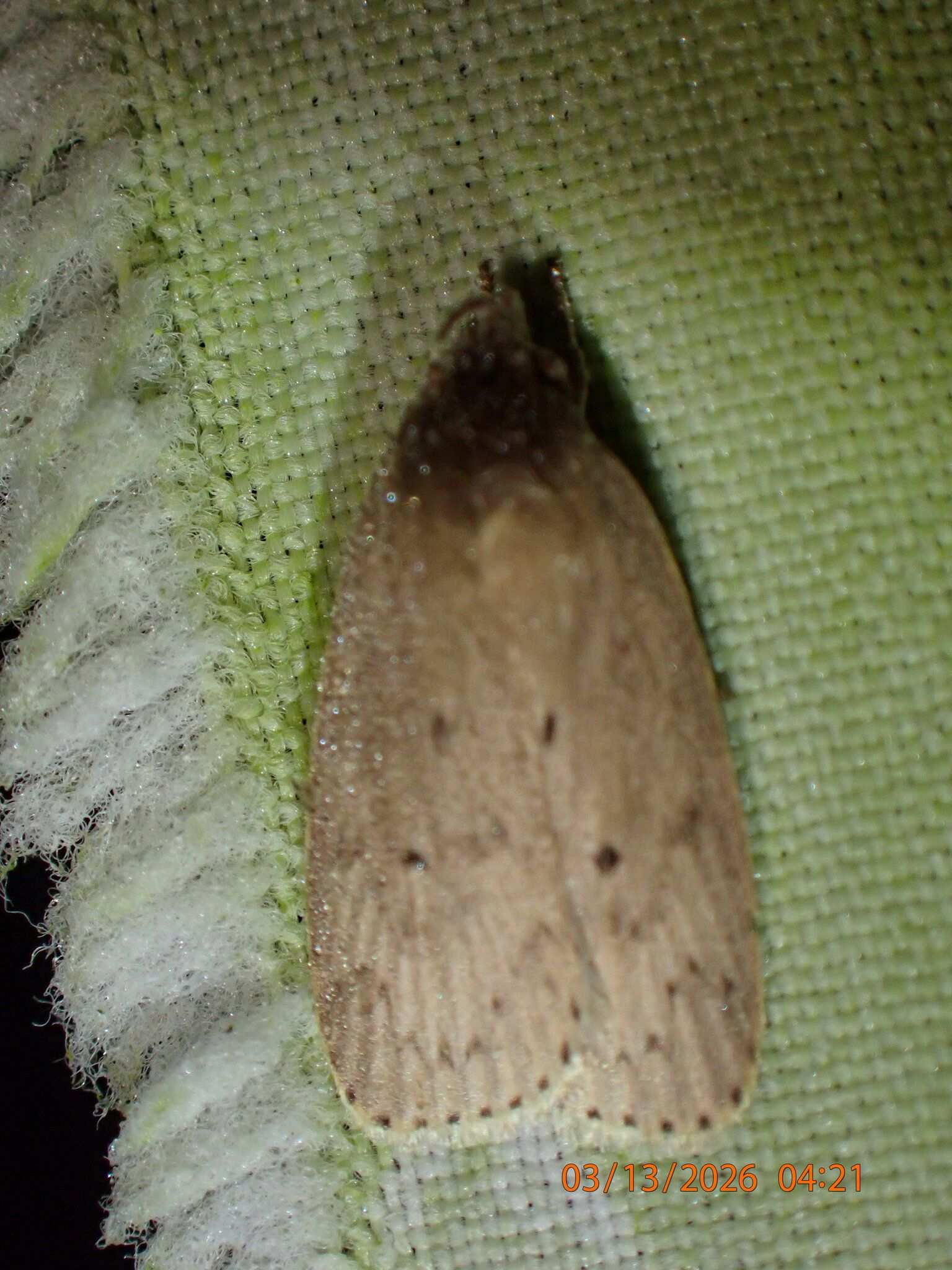 Stenoma catenifer