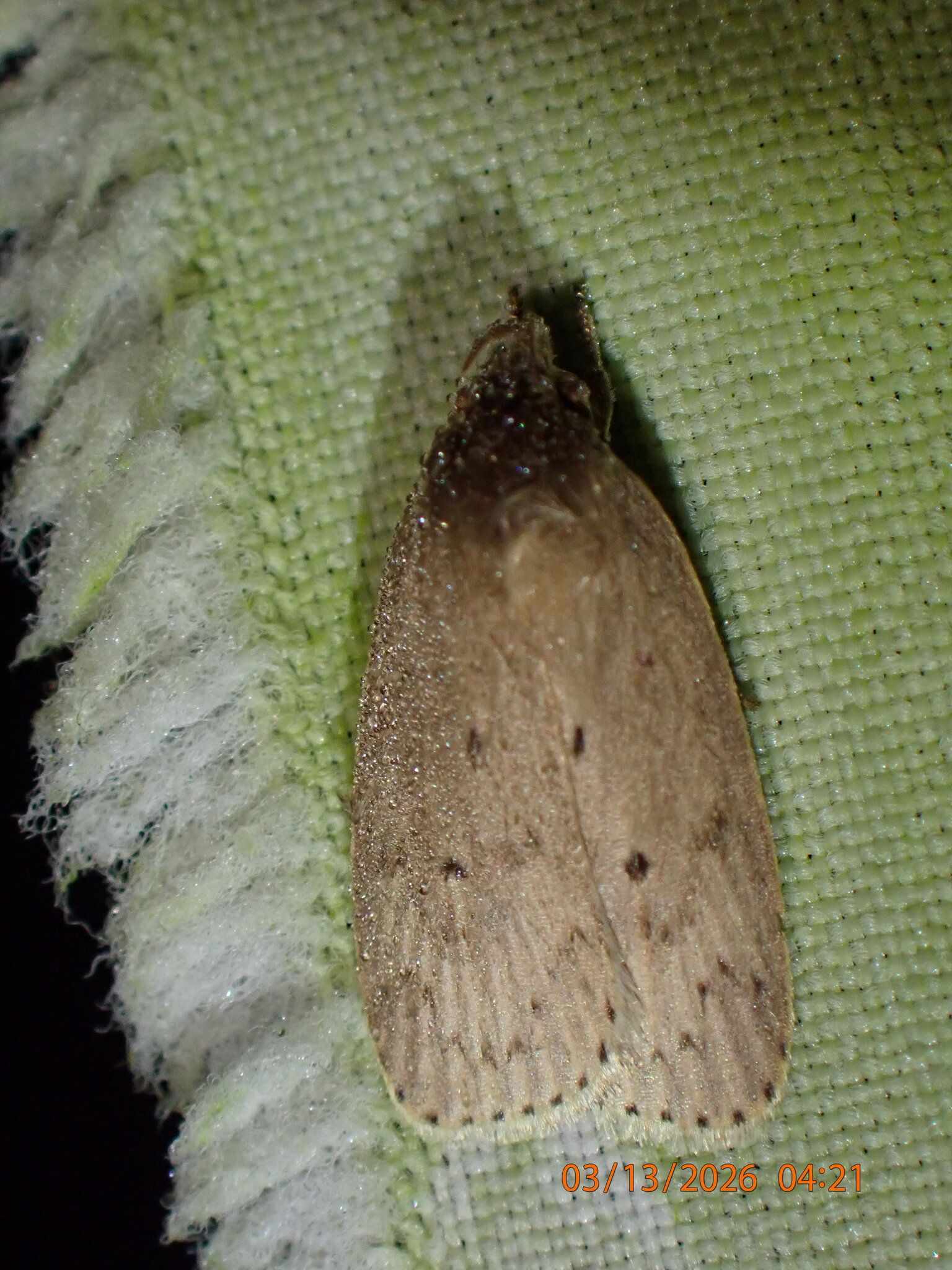 Stenoma catenifer