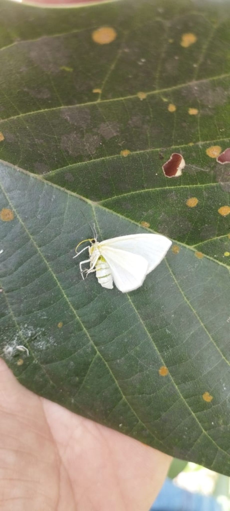 Stenoma catenifer