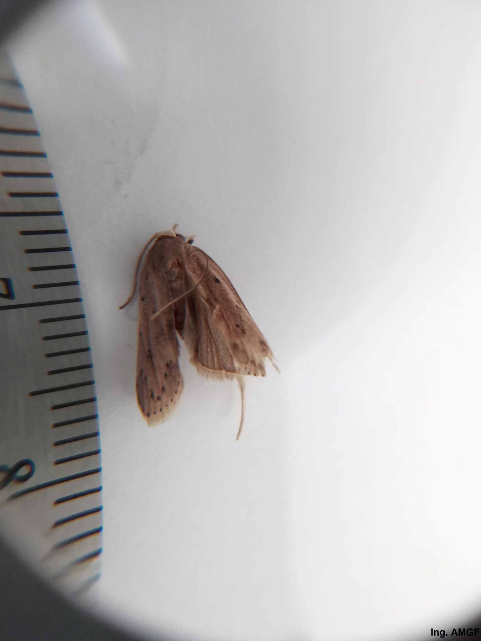 Stenoma catenifer