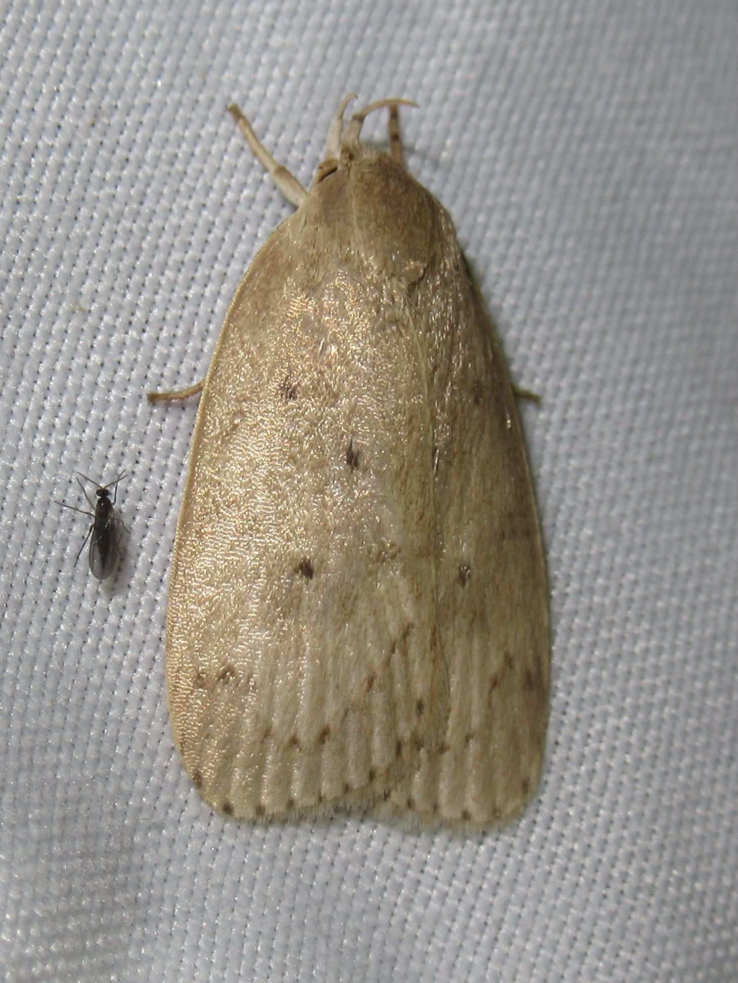 Stenoma catenifer