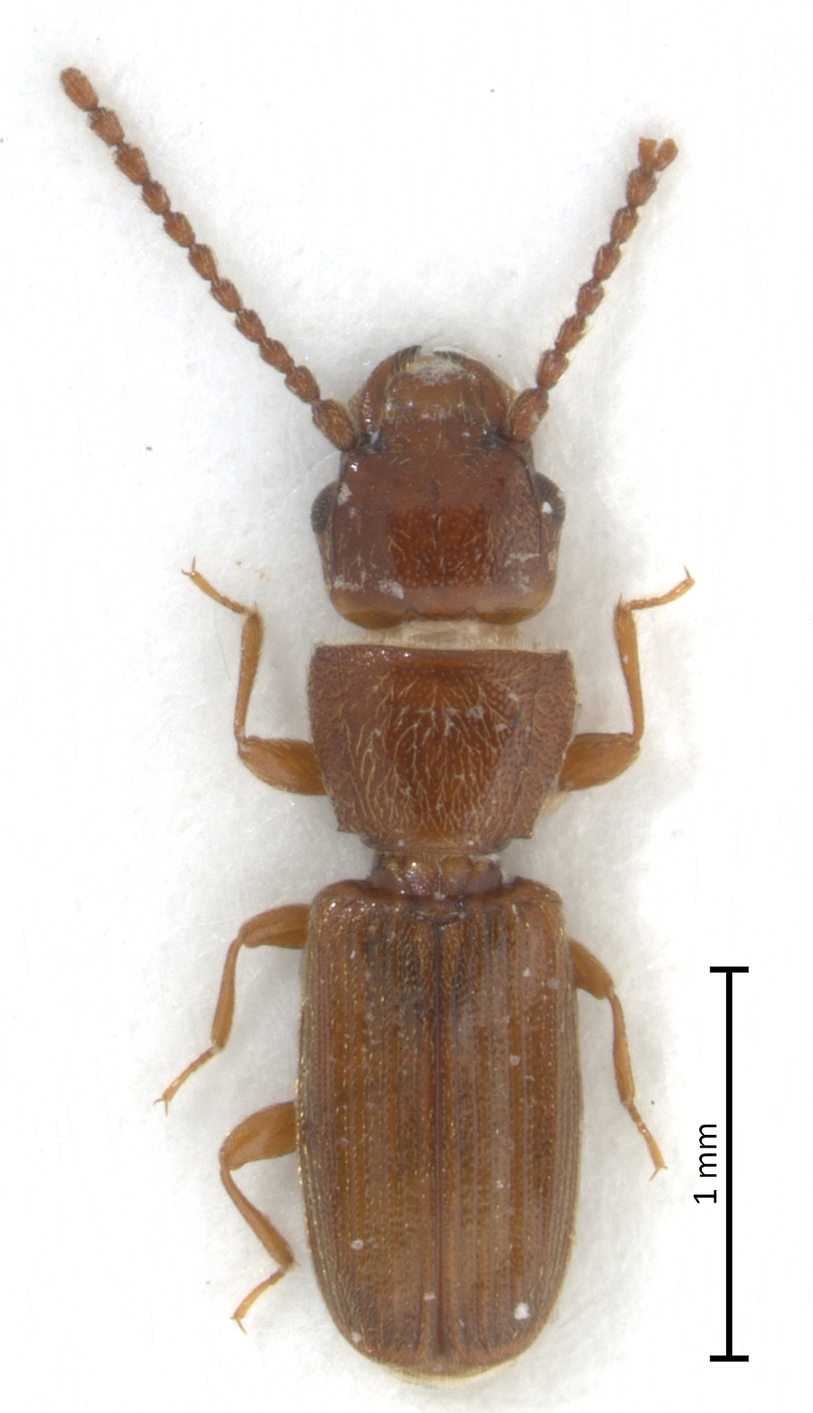 Cryptolestes ferrugineus