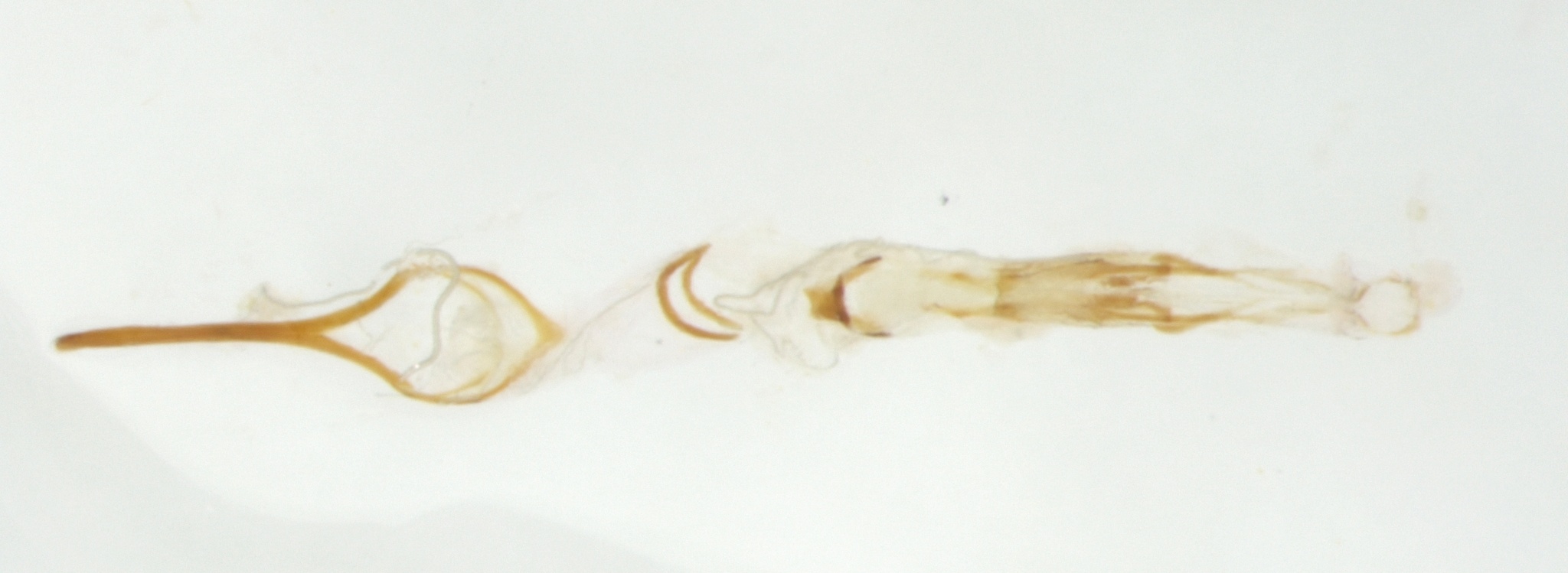Cryptolestes ferrugineus