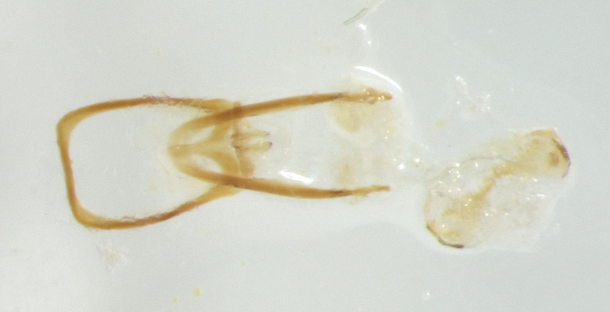 Cryptolestes ferrugineus