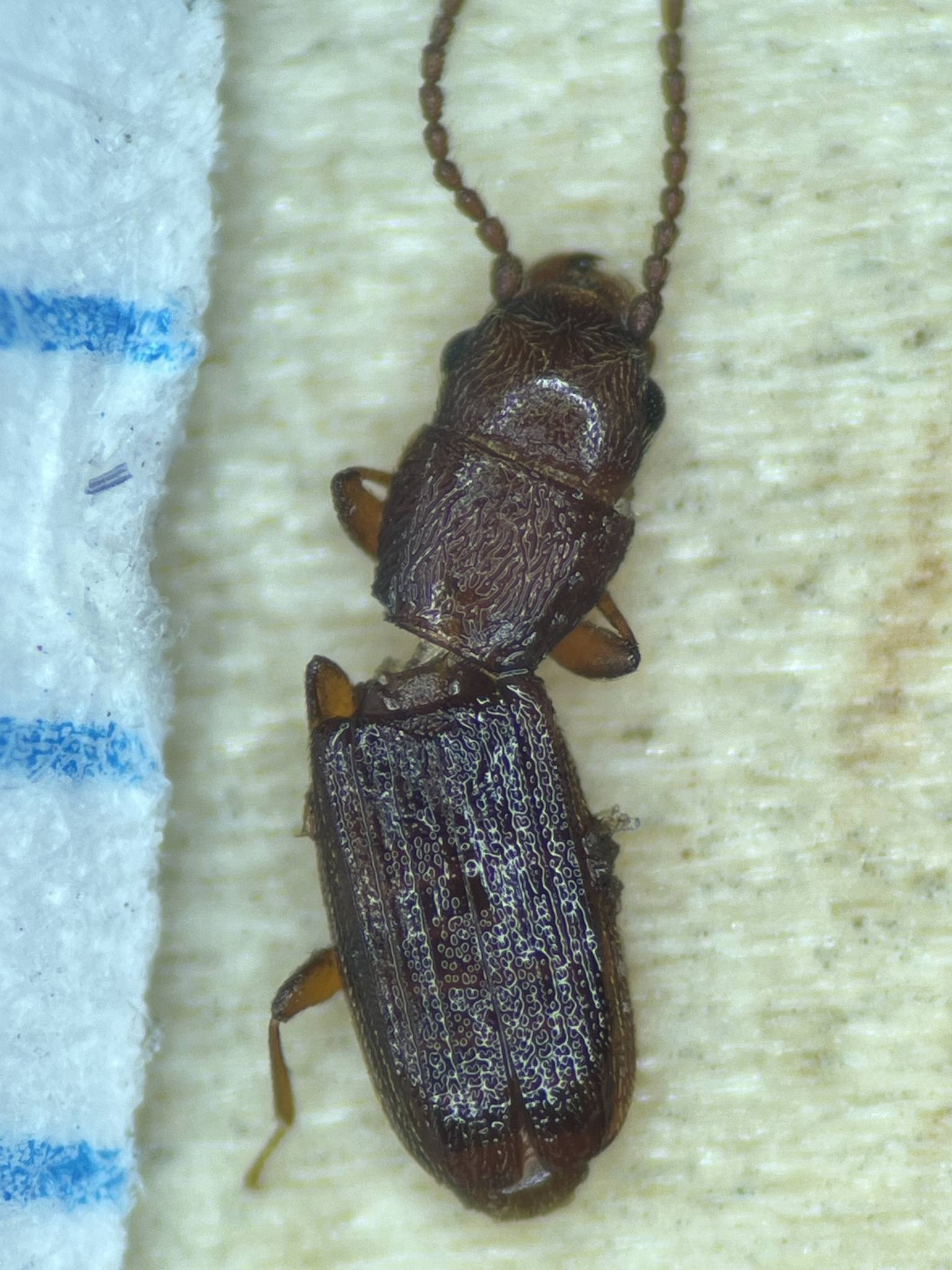 Cryptolestes ferrugineus