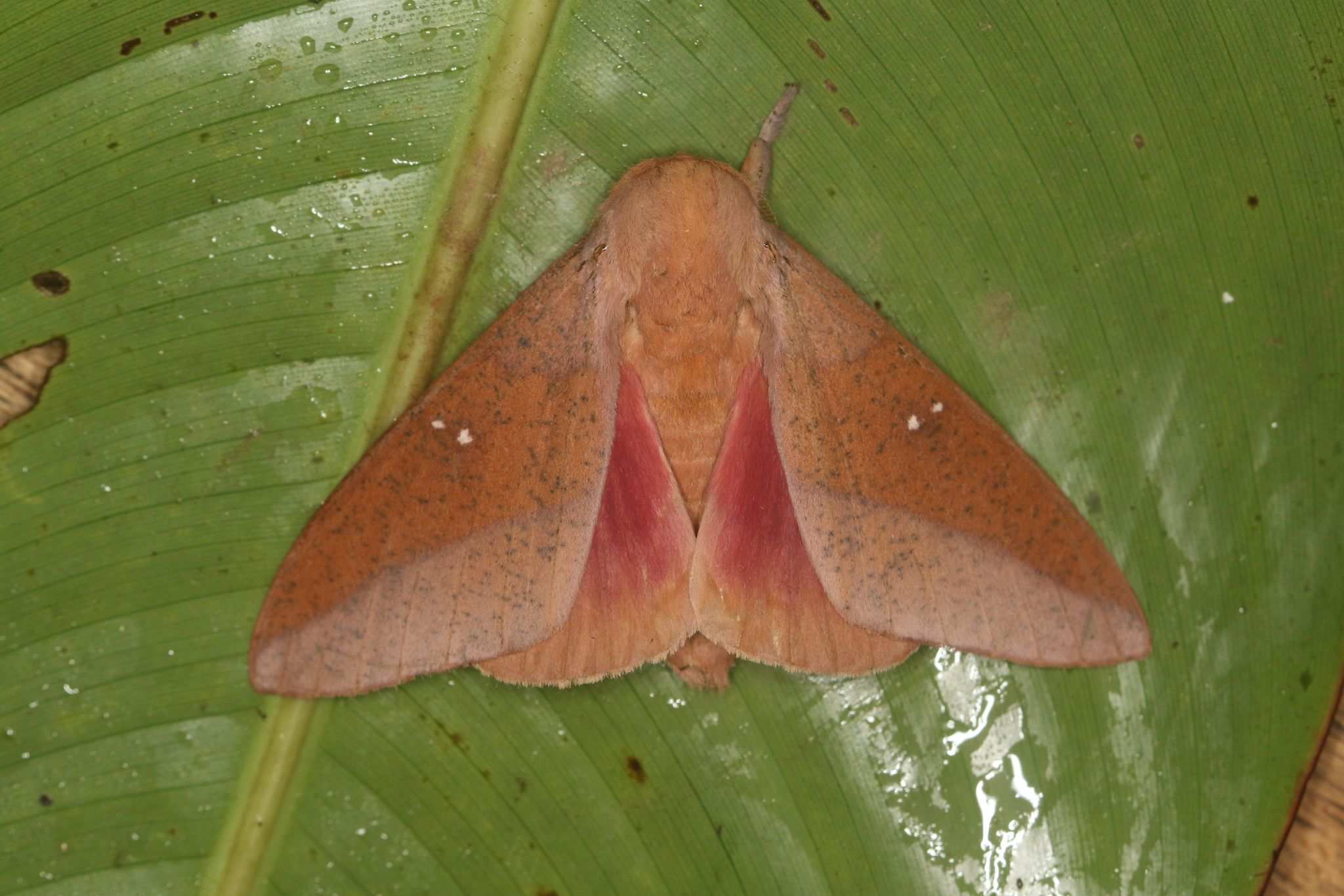 Syssphinx colla