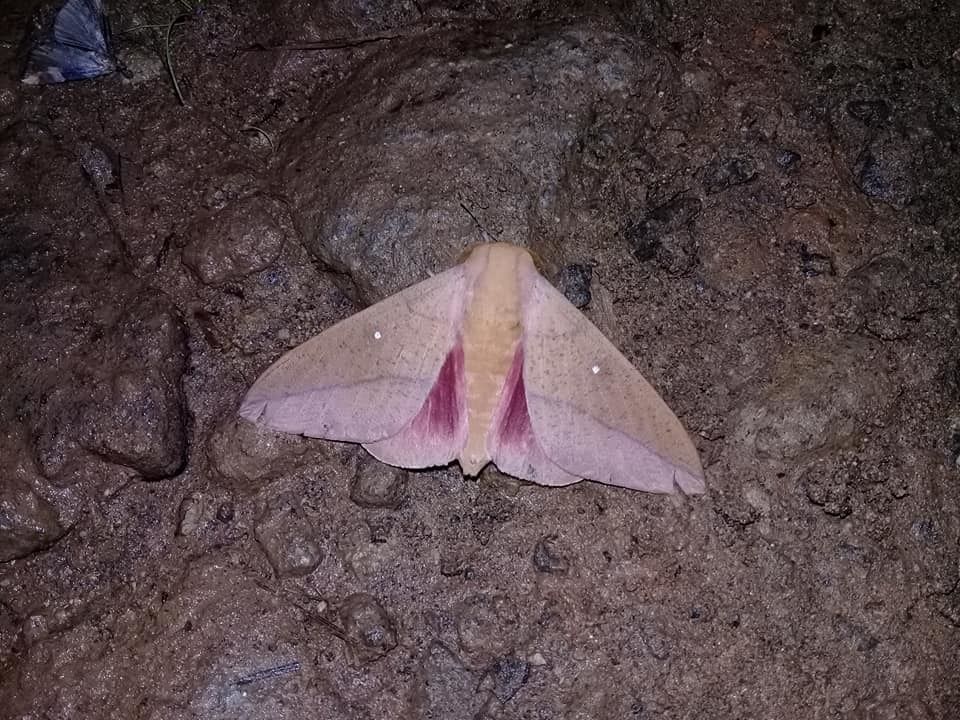 Syssphinx colla