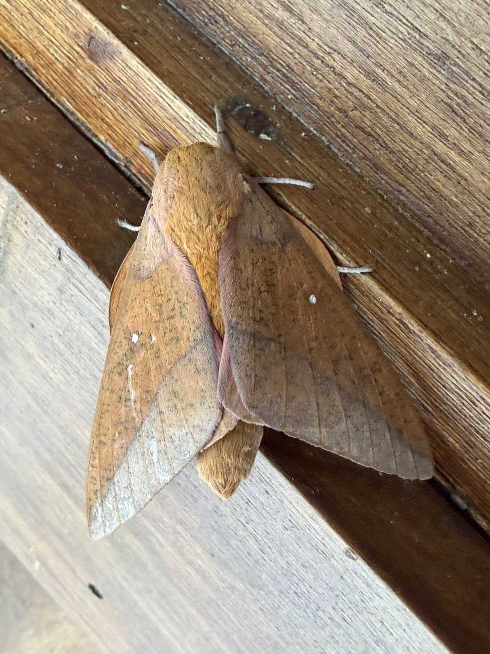 Syssphinx colla