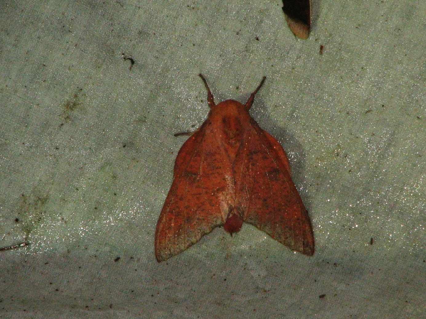 Syssphinx colla