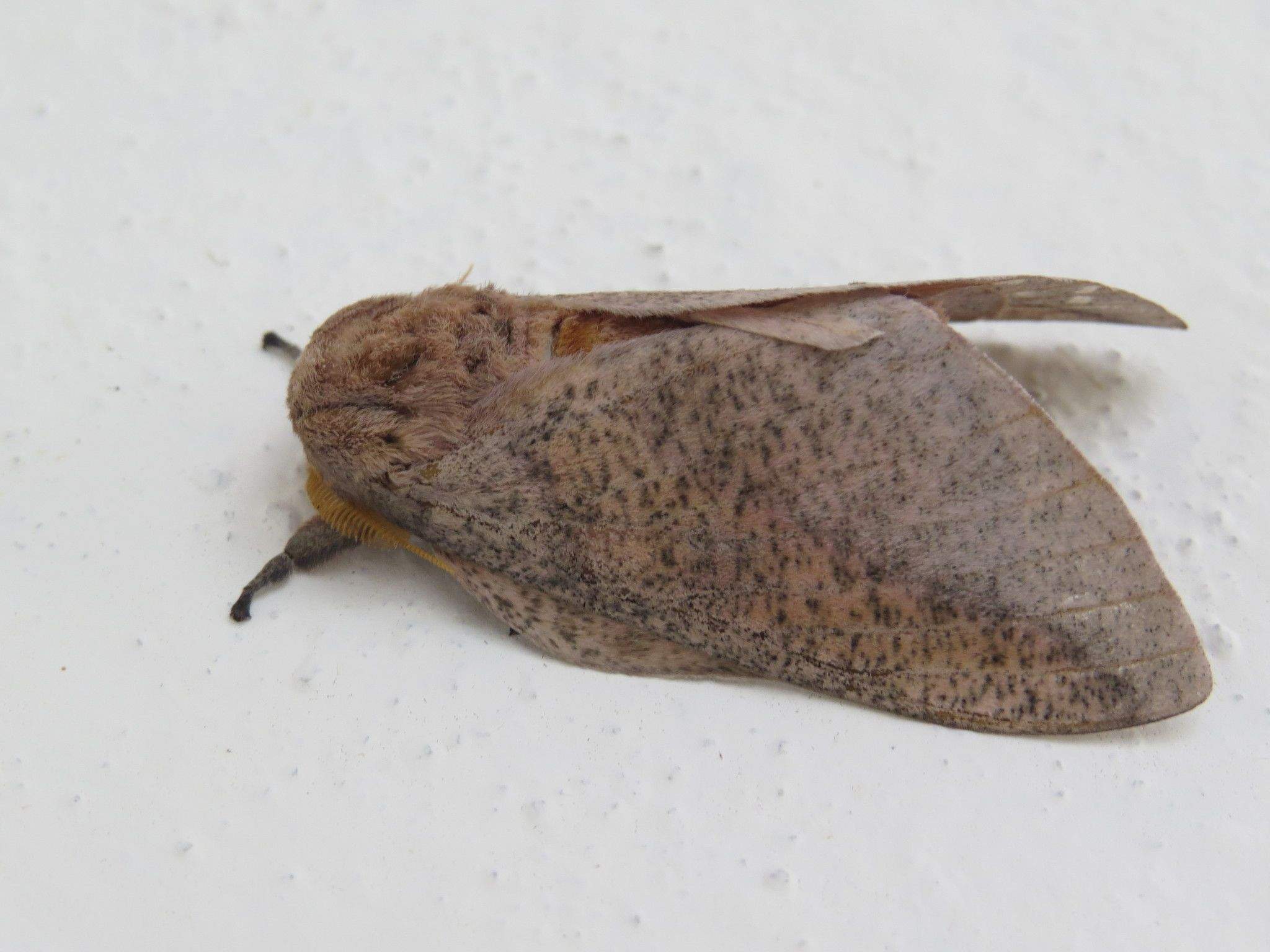Syssphinx colla