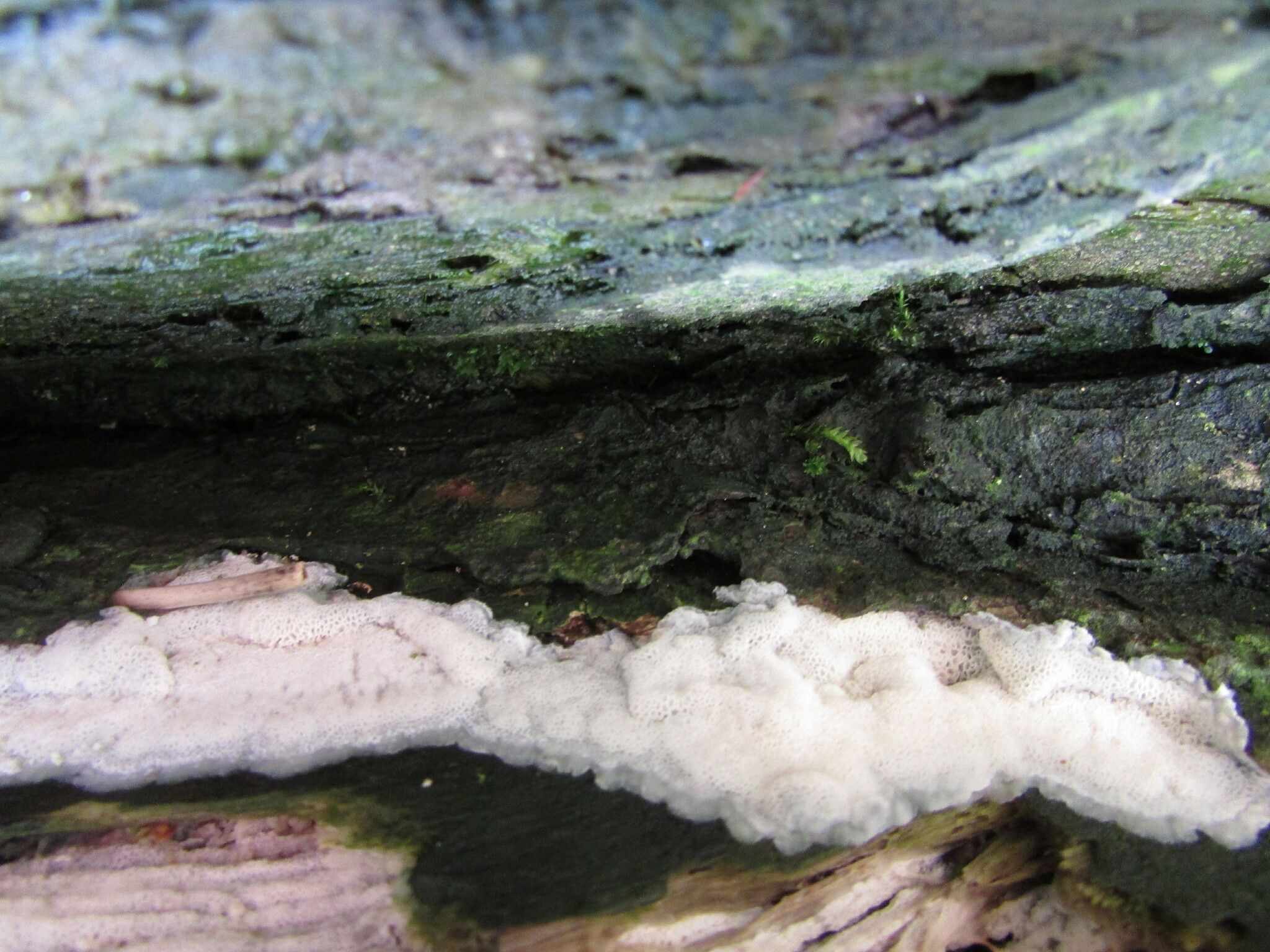 Irpex latemarginatus