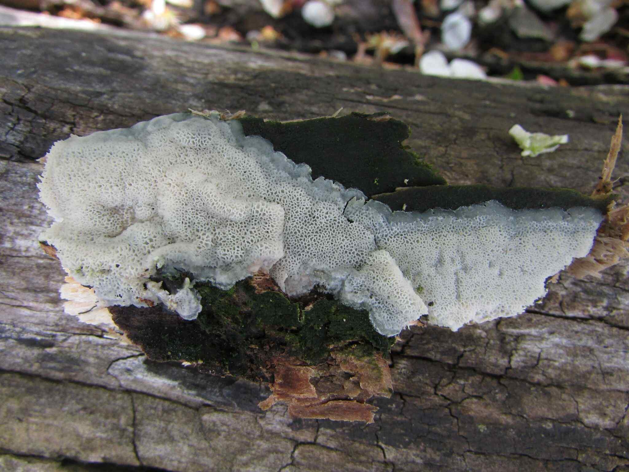 Irpex latemarginatus