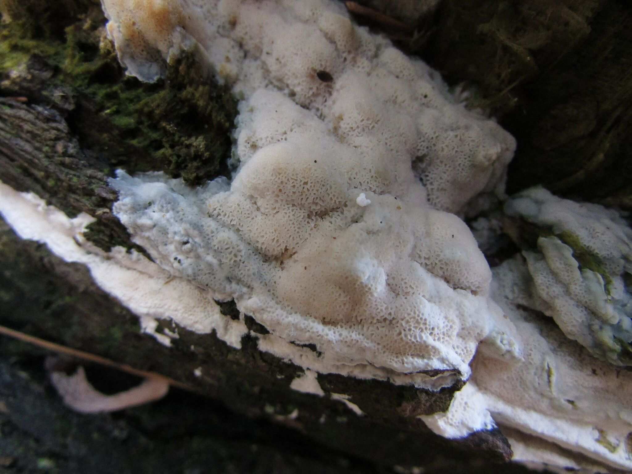 Irpex latemarginatus