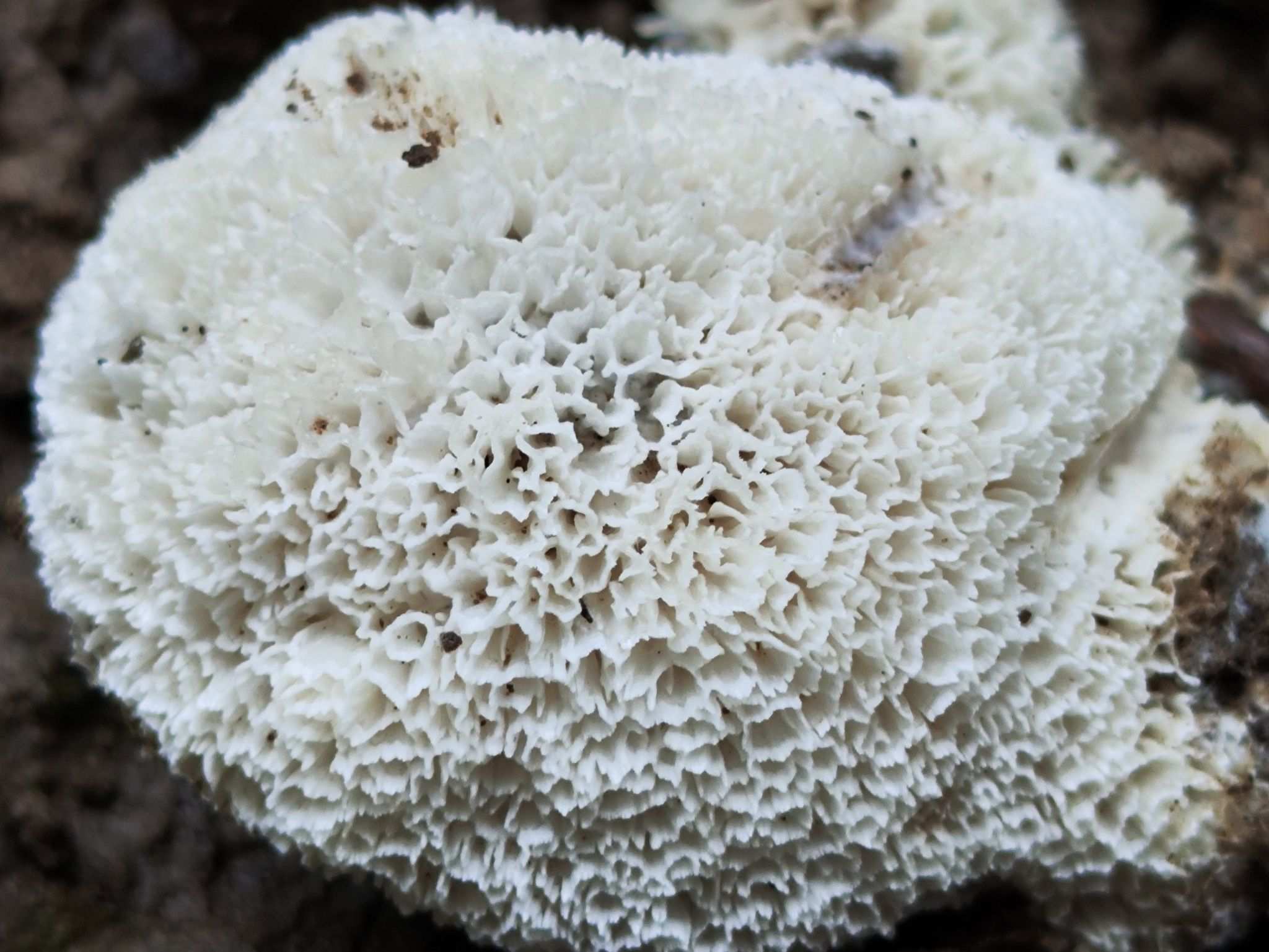 Irpex latemarginatus