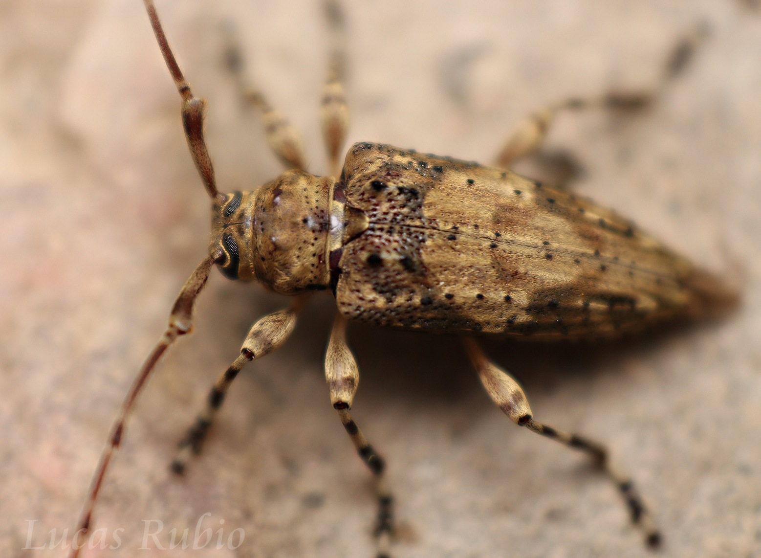 Nealcidion