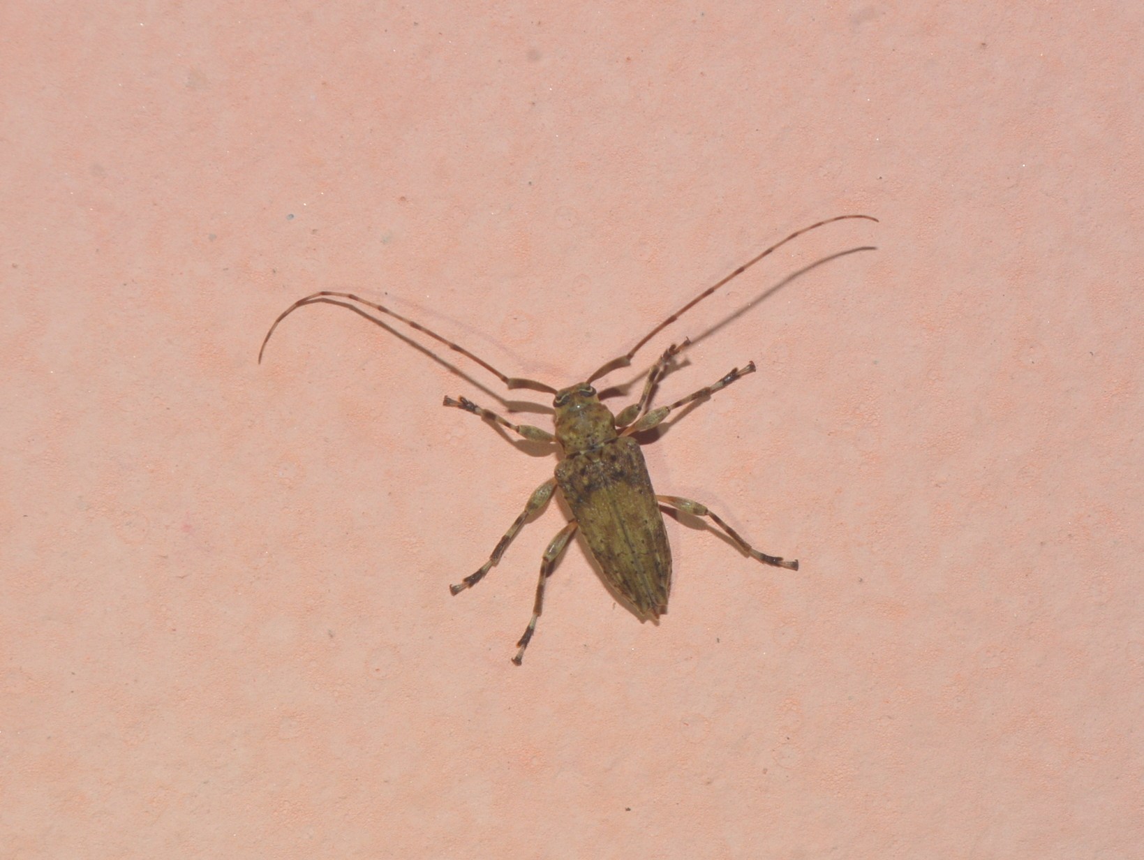 Nealcidion