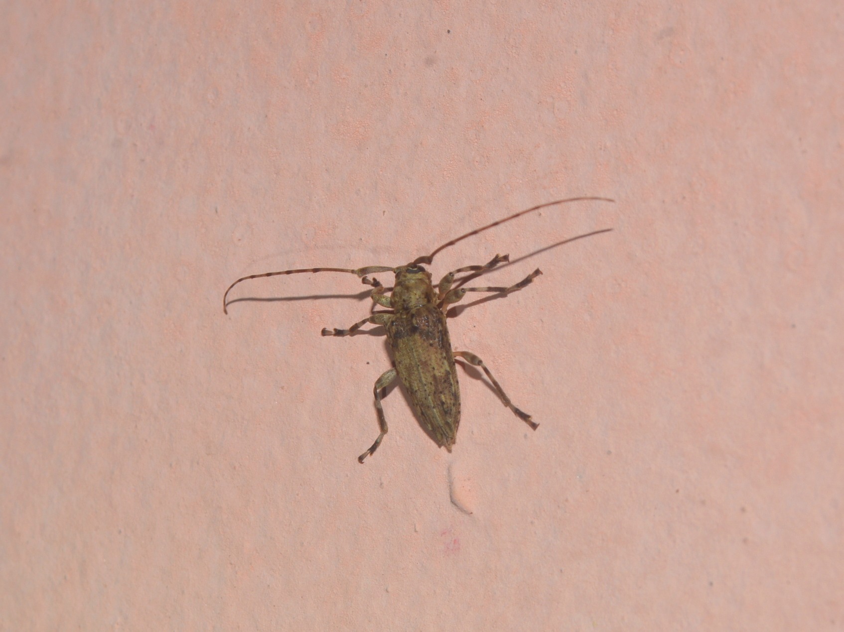Nealcidion