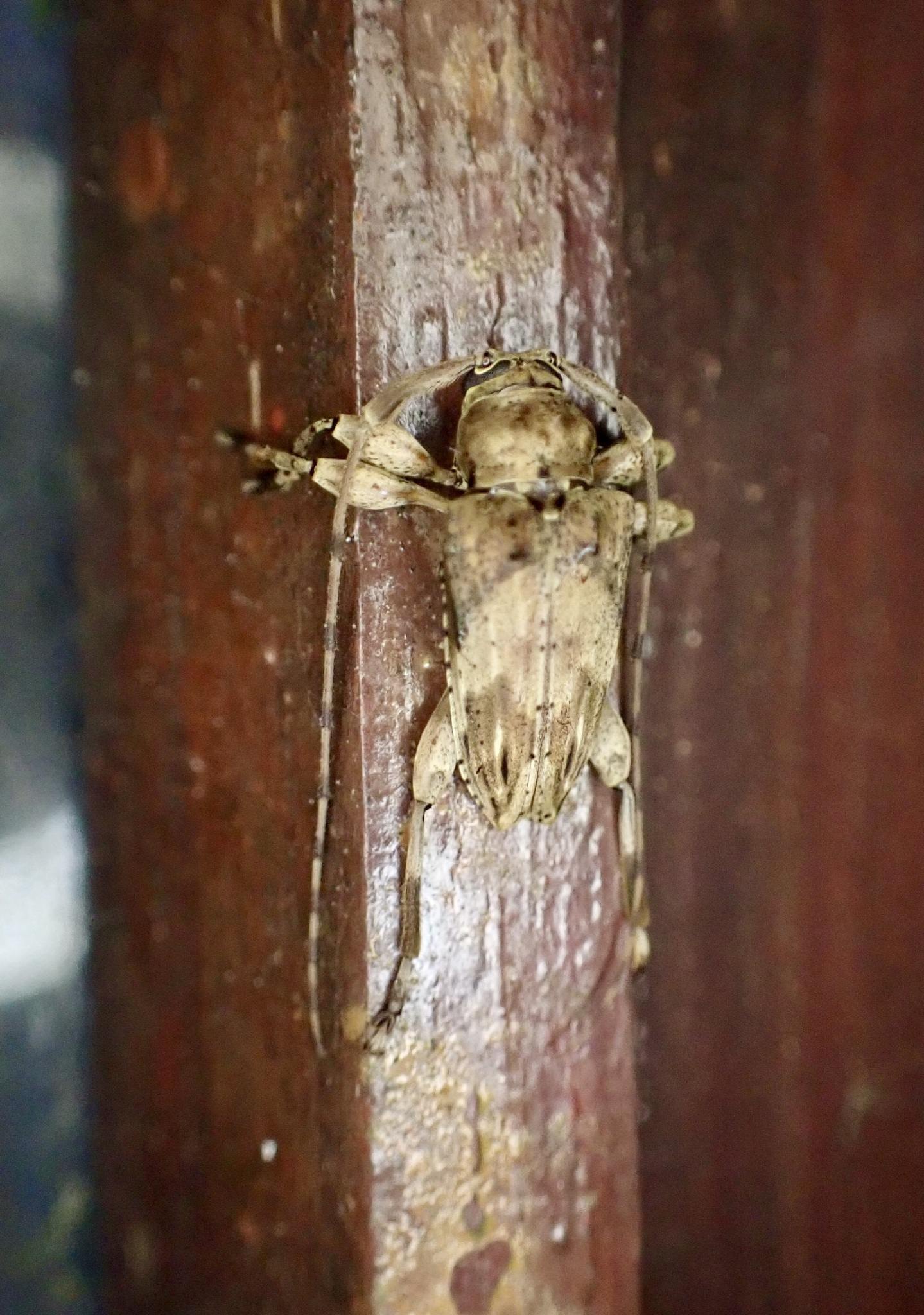 Nealcidion