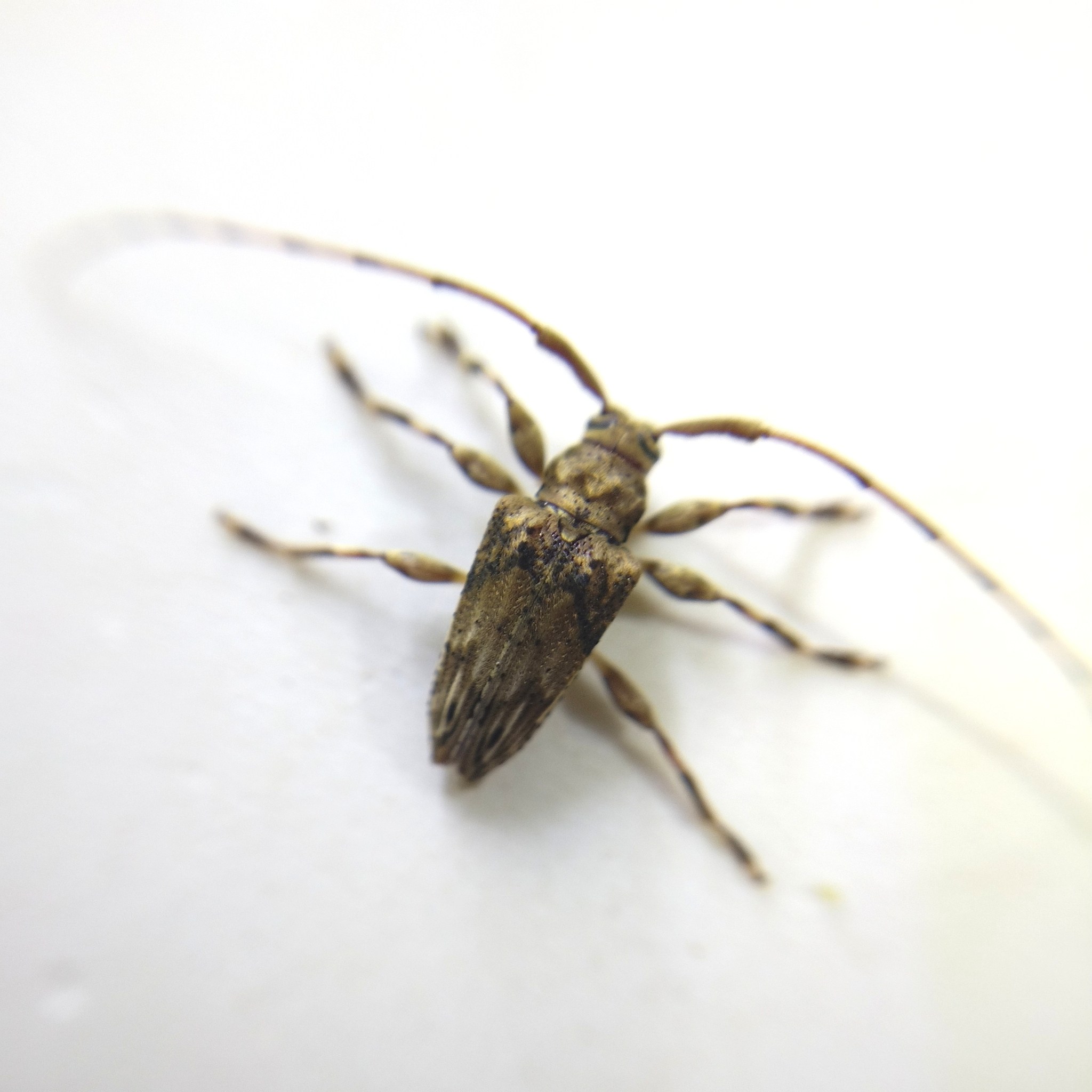 Nealcidion