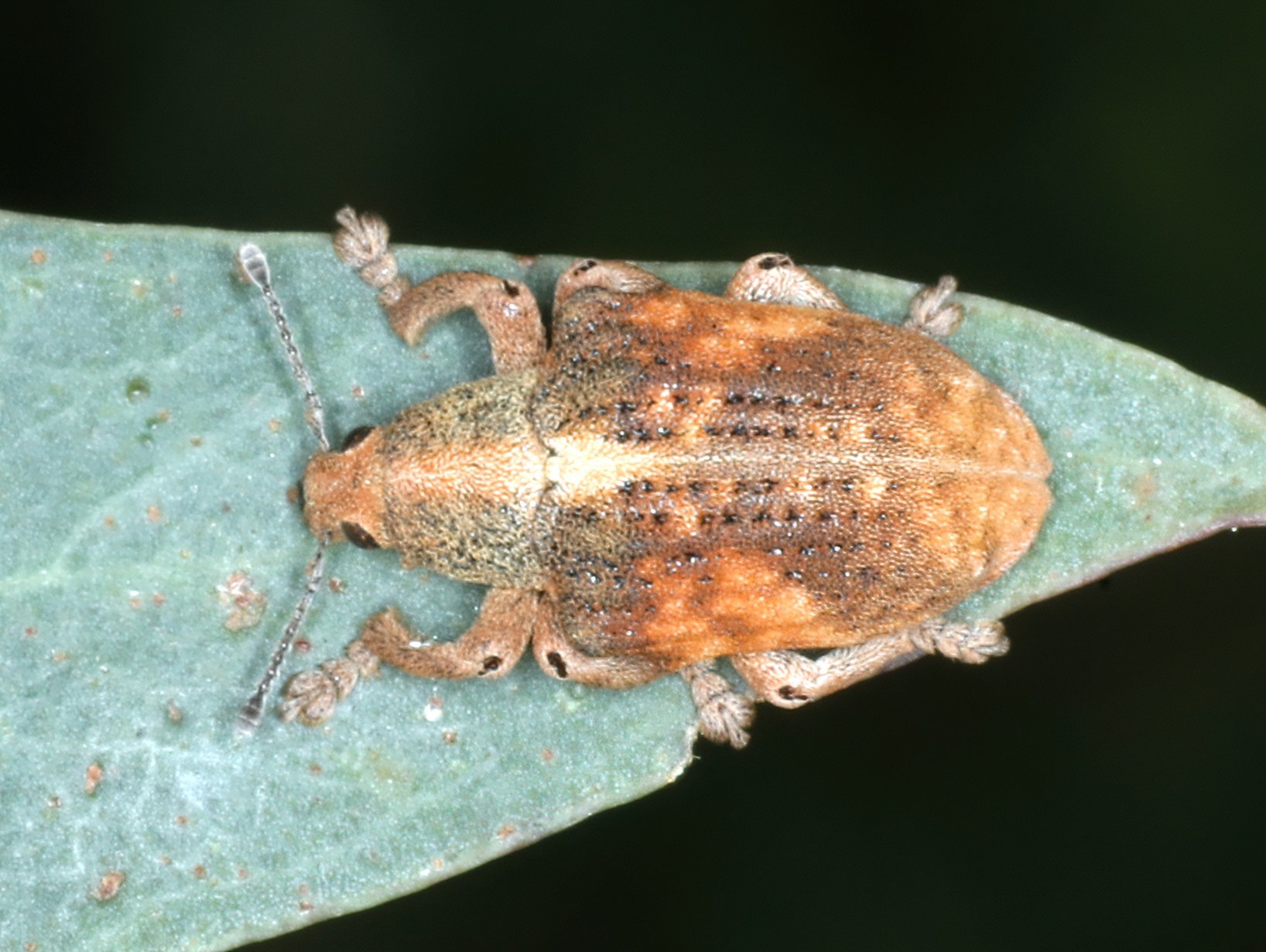 Gonipterus scutellatus