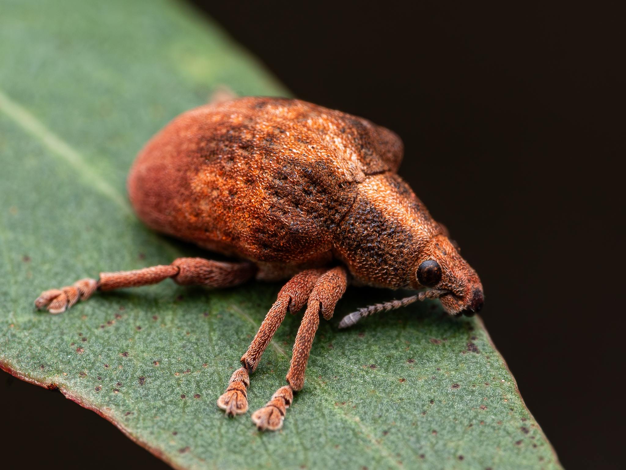 Gonipterus scutellatus