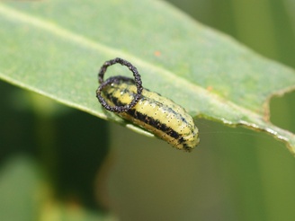 Gonipterus scutellatus