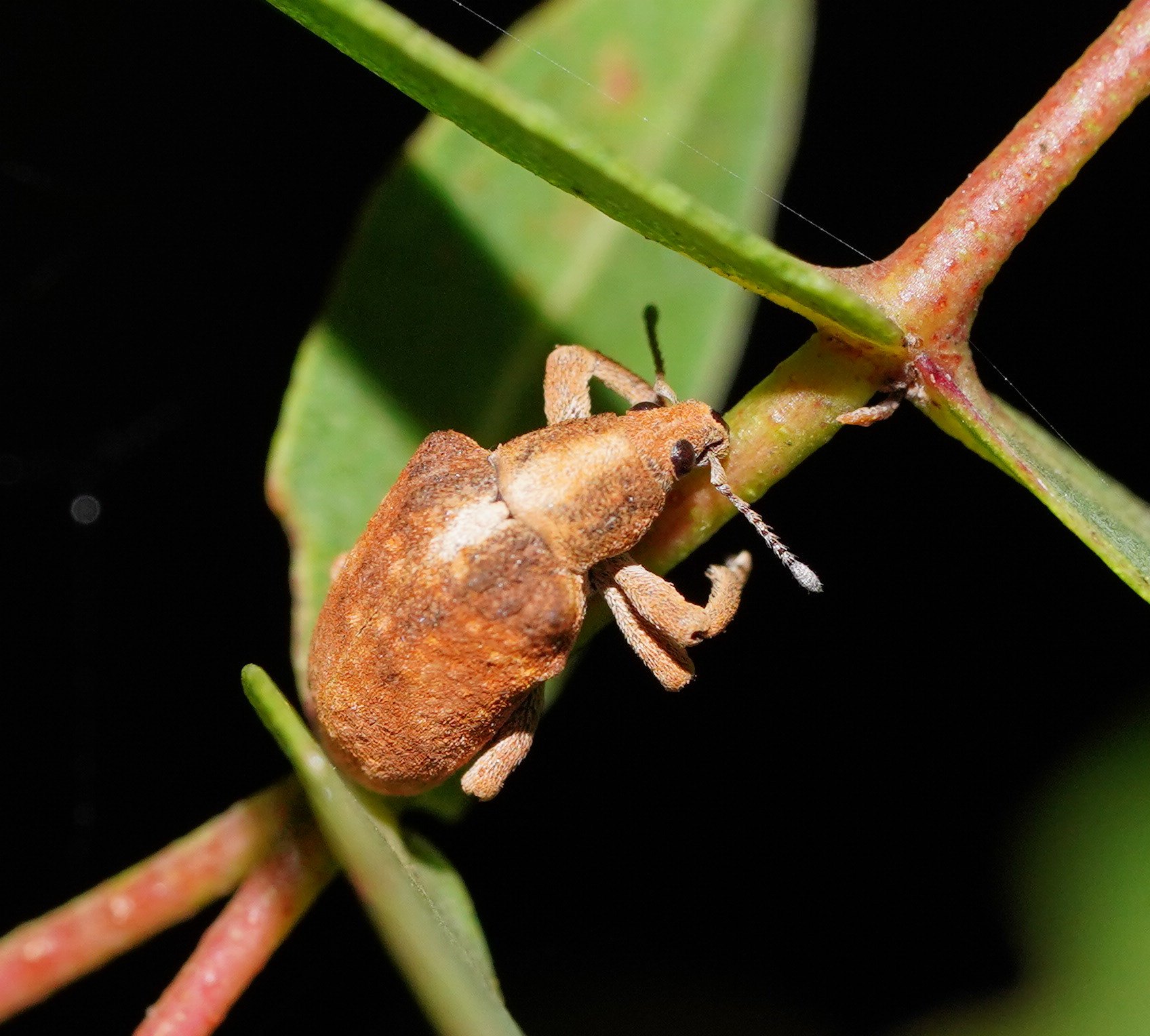 Gonipterus scutellatus