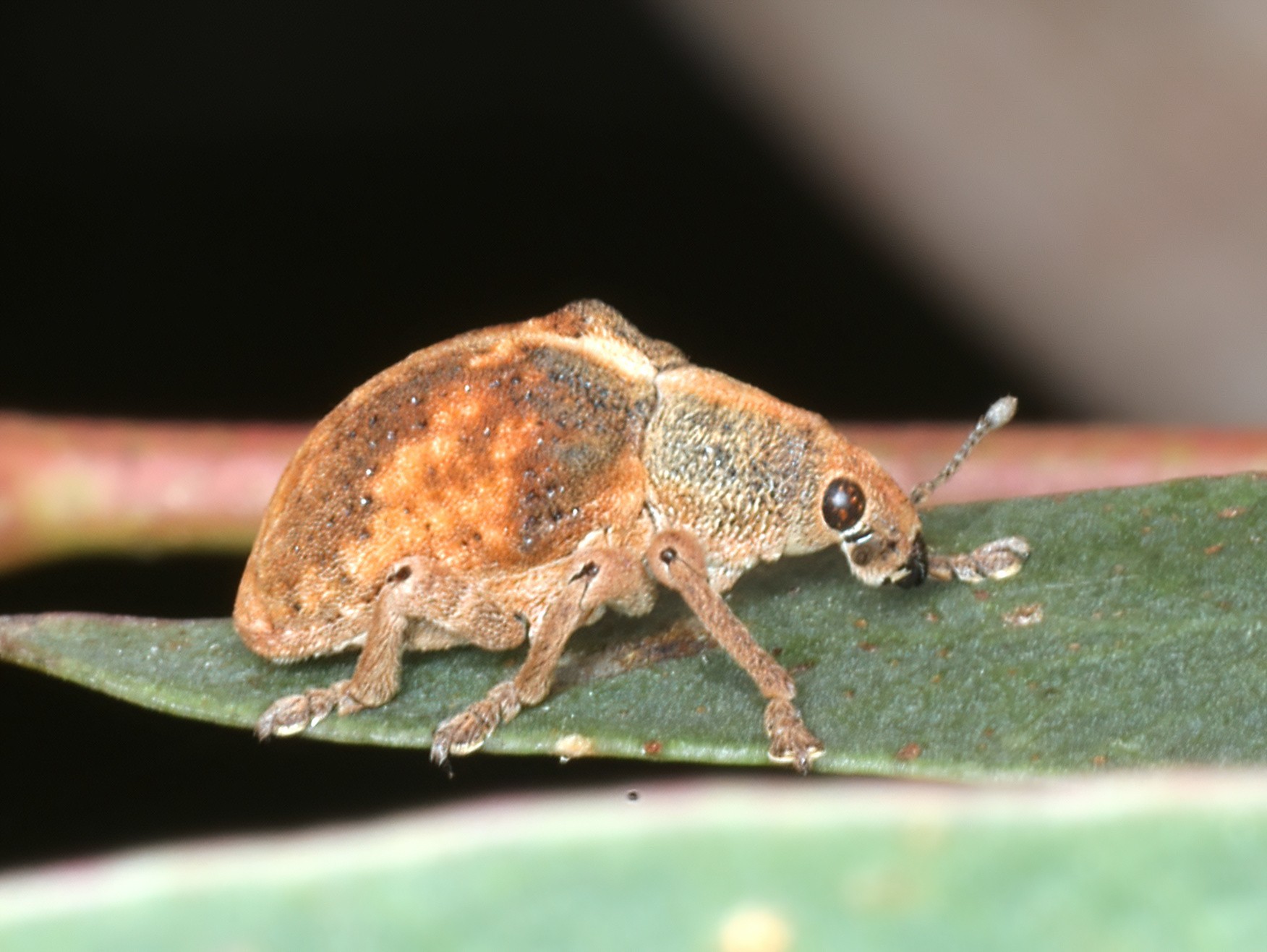 Gonipterus scutellatus