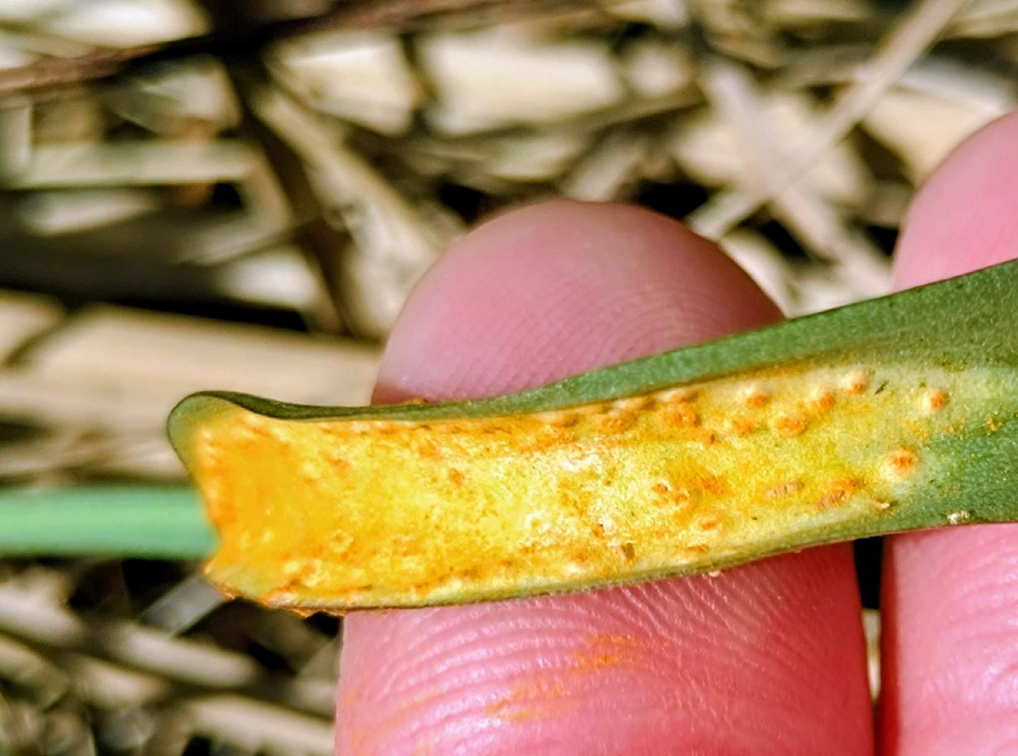 Uromyces aecidiiformis